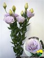 Eustoma Silk Lavender